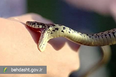 مارگزیدگی؛ اقدام سریع، نجات&zwnj;بخش است